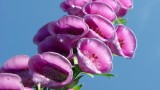 foxglove
