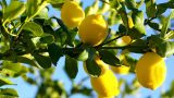 lemon-trees1